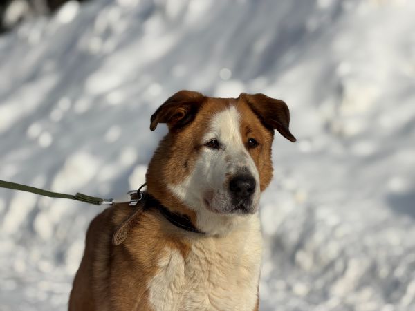 Гусар бывшедомашний Б 176